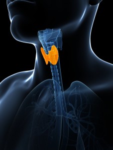 3d rendered illustration of the thyroid gland